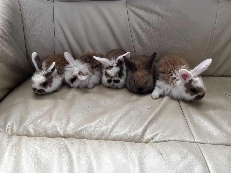 Króliczki baranki miniaturki