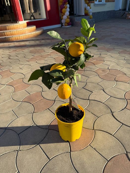 Цитруси! Лимон Мейера! Кумкват! Червоний лайм!