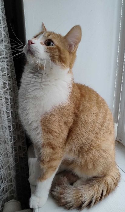 Котик шукає найкращих людей