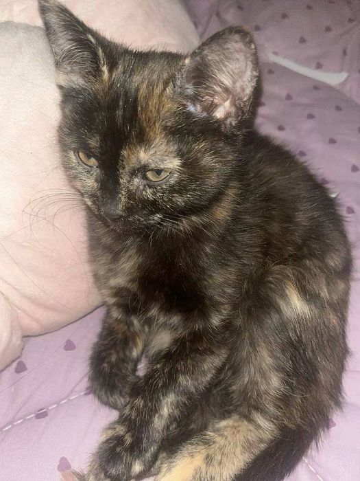 Віддам кошеня-хлопчик