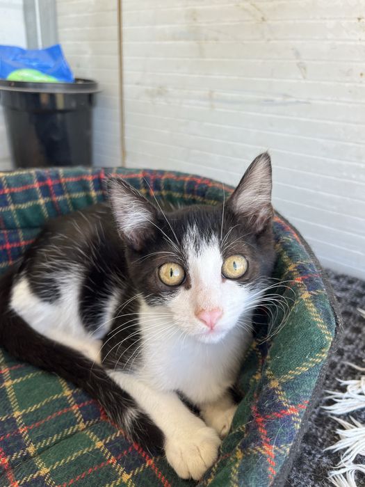 Oreo- Gatinha bebé para Adoção