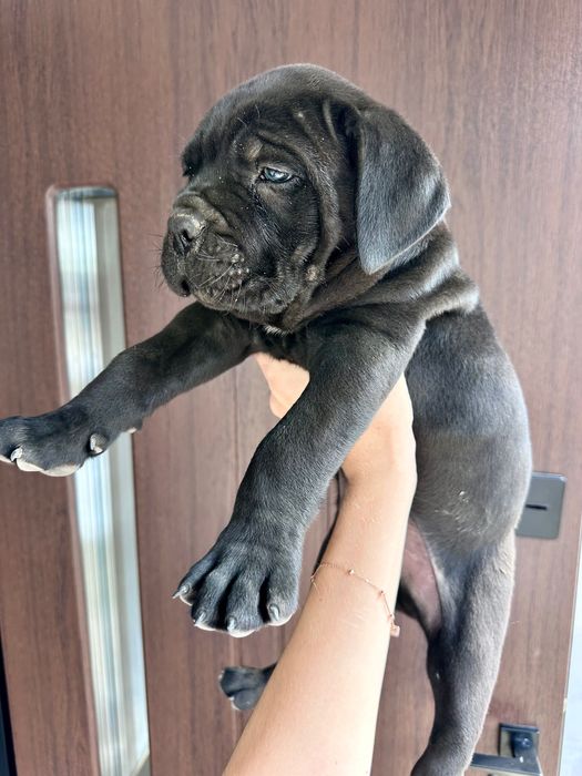 Цуценята Кане корсо