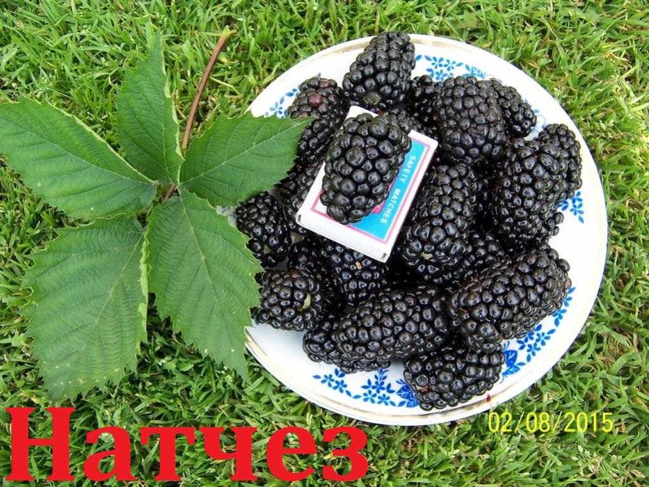 Саженцы Ежевики 20 сортов