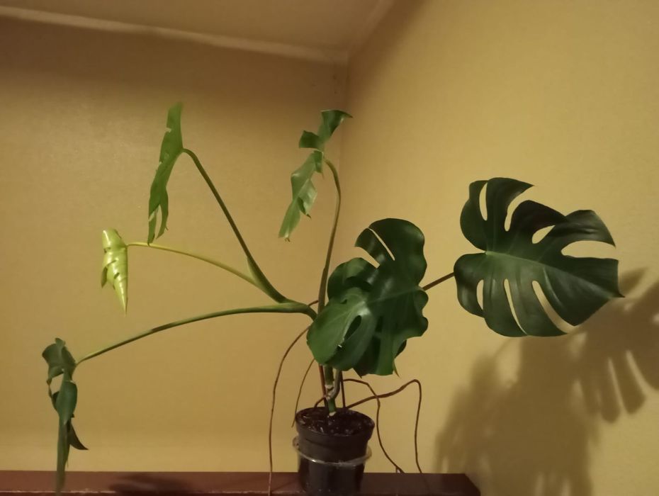 Planta costela de Adão, com 7 folhas.