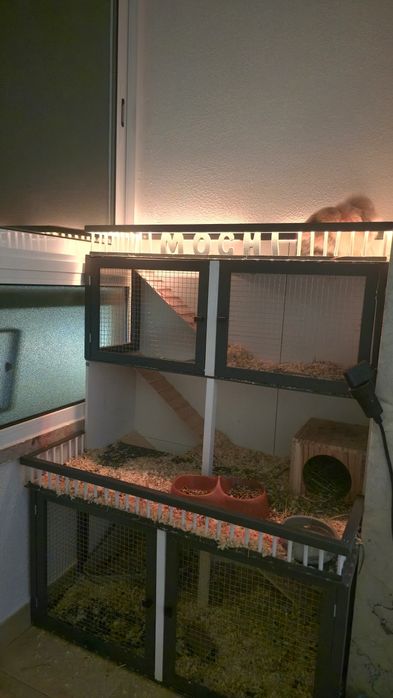 Casas personalizadas hamster/coelho/porquinhos da Índia