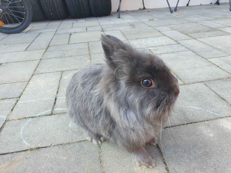 Krolik lew samiec miniaturka