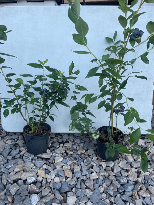 Саджанці лохини різних сортів | кущі 2–5 років