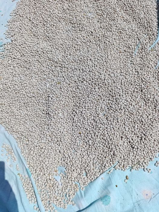 Feijão branco/ caseiro