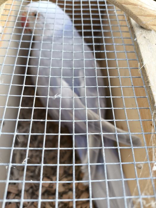 Casais adultos reprodutores (CCS/butercups...)