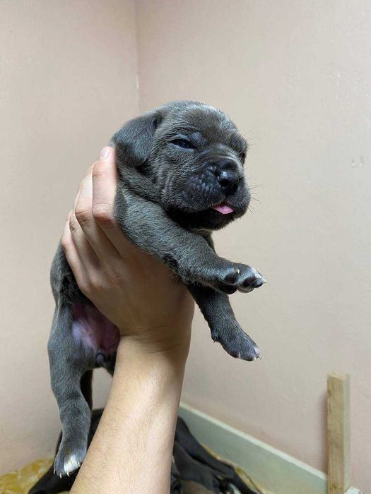 Щенки Кане Корсо 05.12