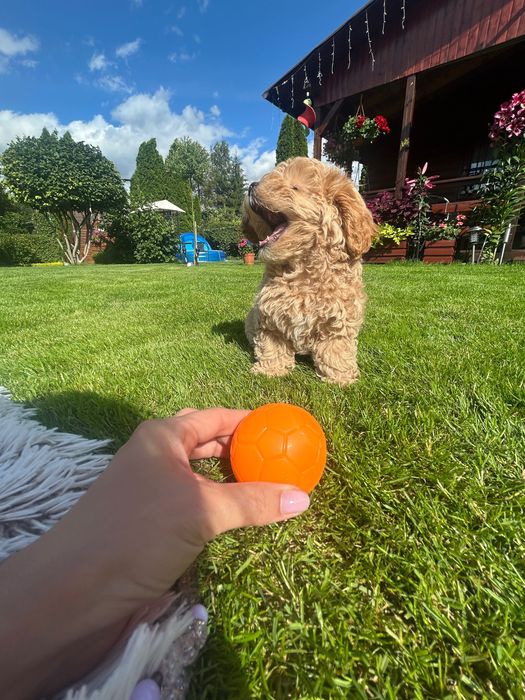 Maltipoo chlopiec