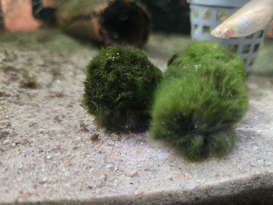 Gałęzatka - roślina akwariowa