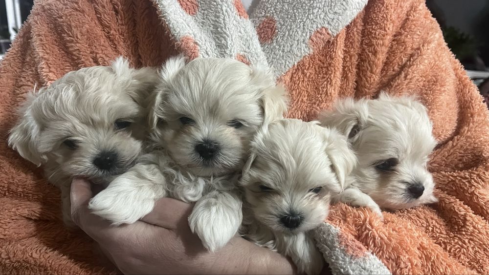 Цуценята Мальтезе