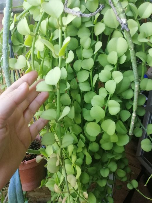 Дисхідія Apple leaf