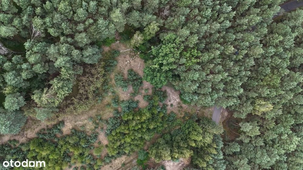 Działka w otoczeniu lasów w Saczynie