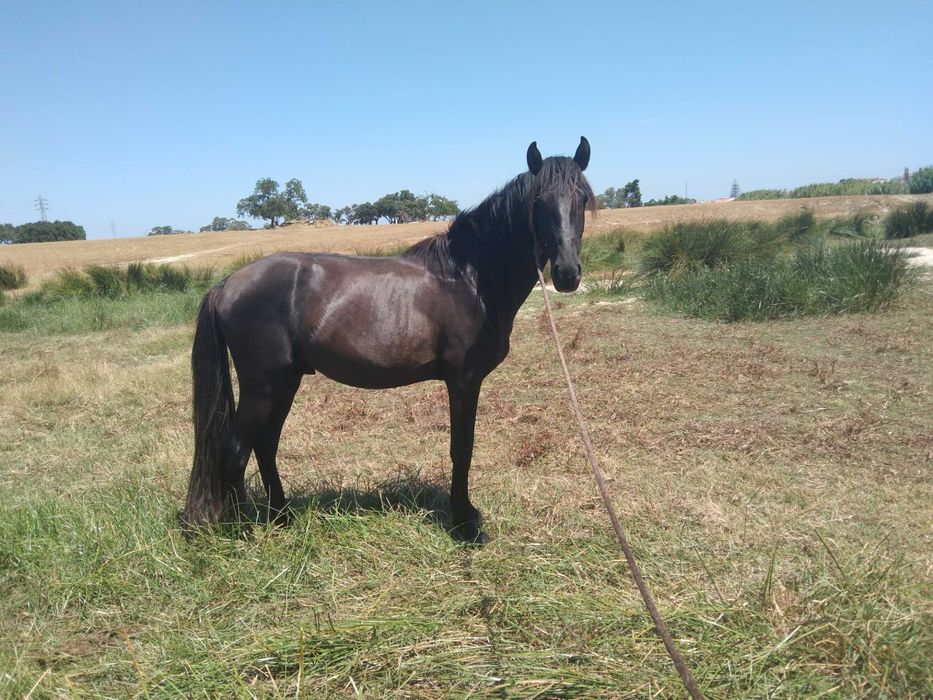 Vendo o cavalo  é manso faço troca