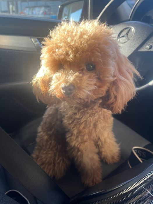 В'язка той пудель