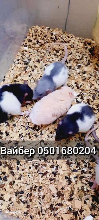 Крысята дамбо крыса голубая черная