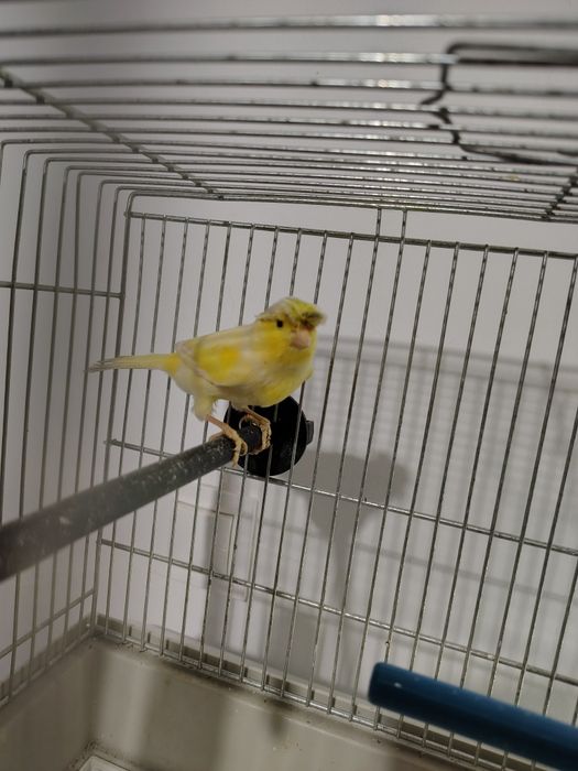 Kanarek  samiec 2025 r