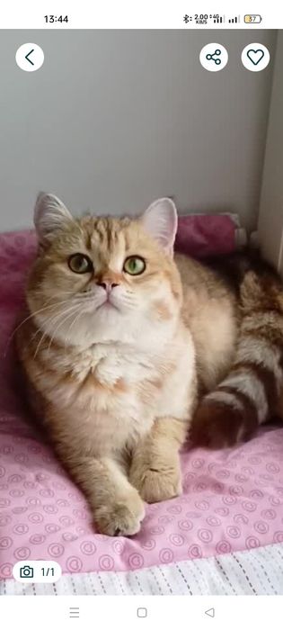 1.5 роки. Дівчинка золота шиншила