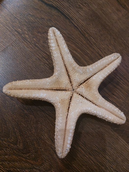 Продам морскую звезду