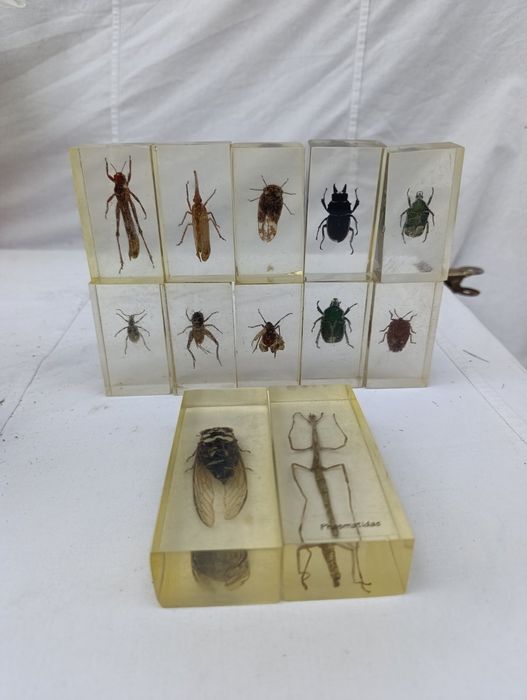 Жуки в епоксидной смоле коллекция для детей детская игрушка скорпион