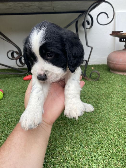 springer spaniel linha de trabalho
