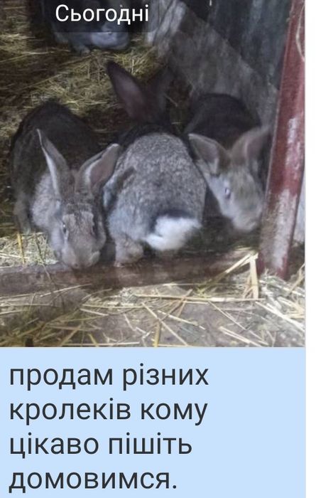 продам кроликів різною вагою і віком .Можлива спаровка)!