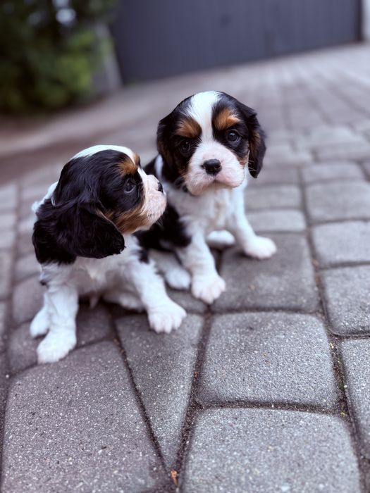 SAMCZYK Cavalier King Charles Spaniel