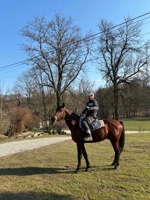 Sprzedam Wałacha