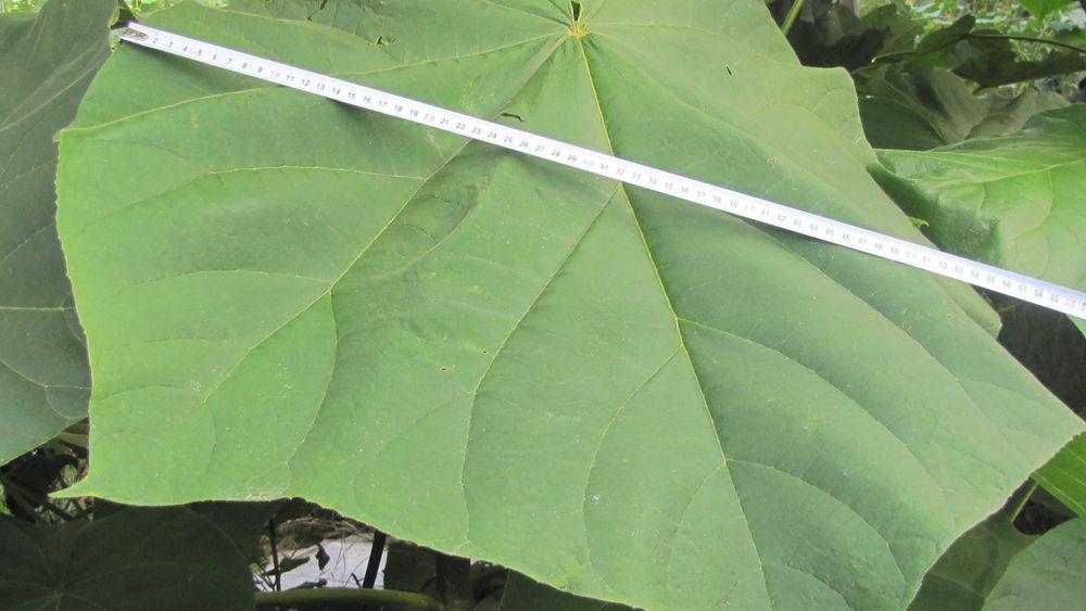 Paulownia drzewo tlenowe oxy Pewniak P9 sadzonki - GWARANCJA
