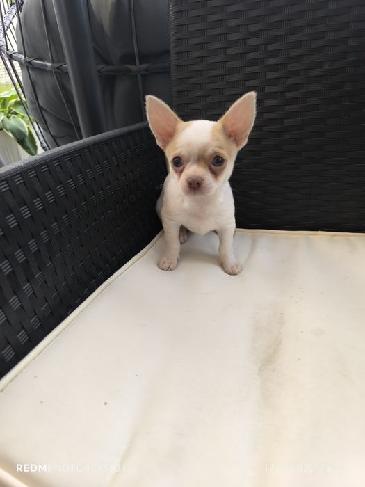 Chihuahua piesek