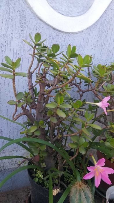 Грошове дерево або дерево щастя