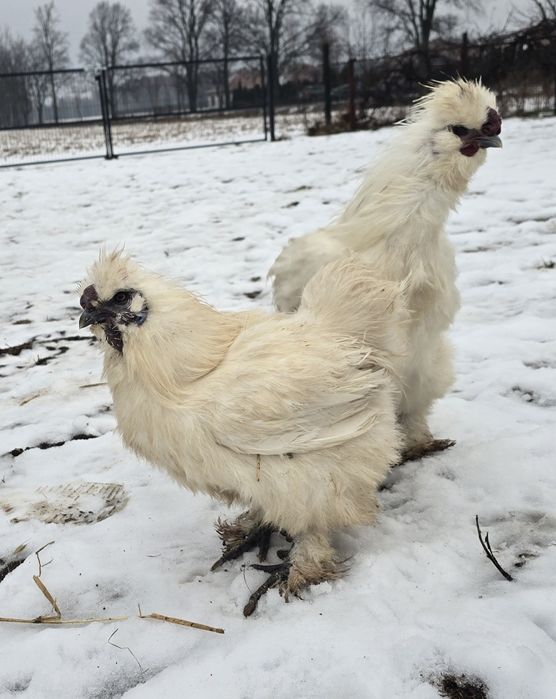 Slka jedbawista koguty