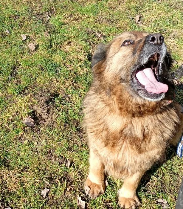 Oddam za darmo, do adopcji- prześliczna, wierna Azunia szuka domu