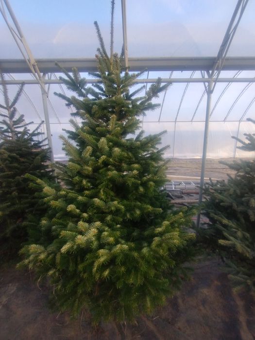 Choinki Darowice 35a