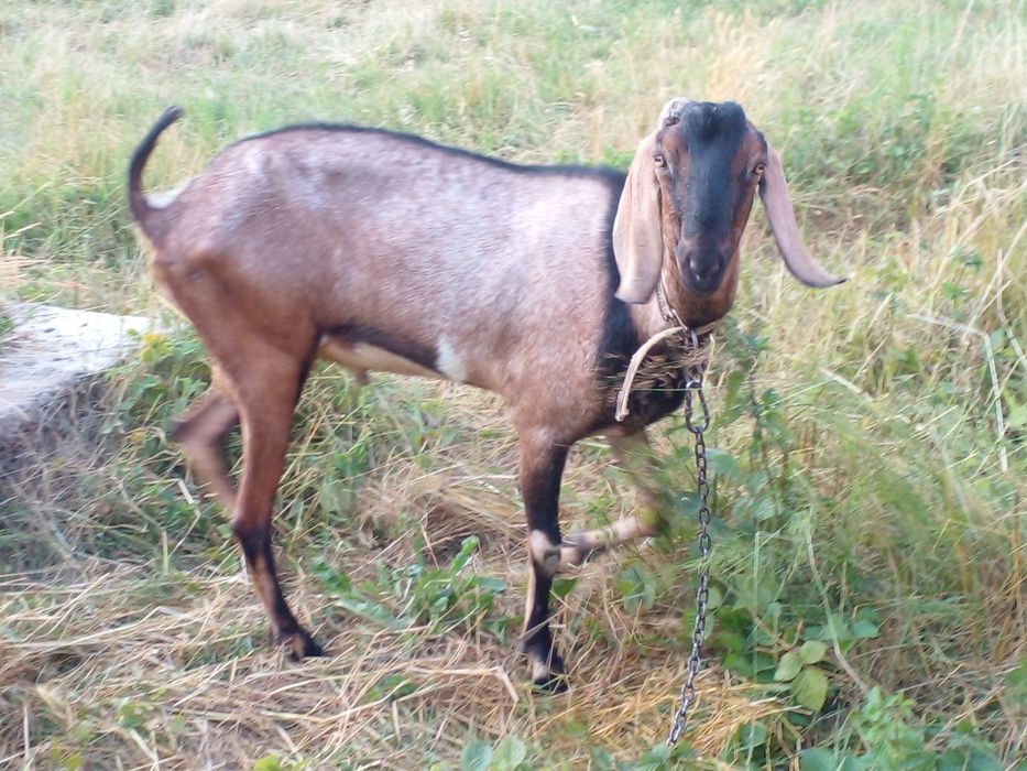 Случка з англо-нубійським козлом