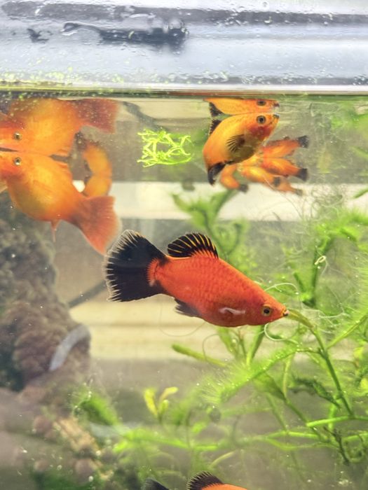 Peixes Platys jovens!
