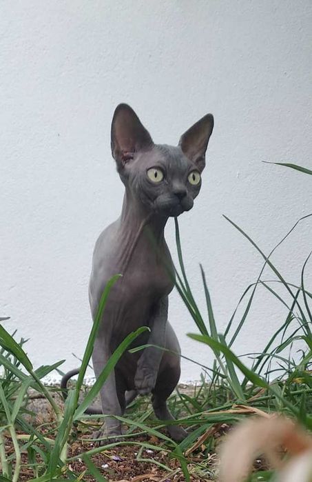 Lindissima gata sphynx. Extreme type.