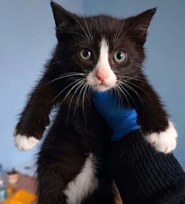 Miziasta, zdrowa i mała kotka do adopcji