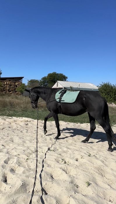 Кобила, кінь , лошадь