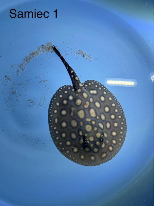 Potamotrygon black diamond płaszczka