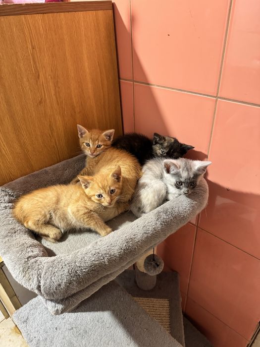 Koty do oddania dostepne od 16/07/2025