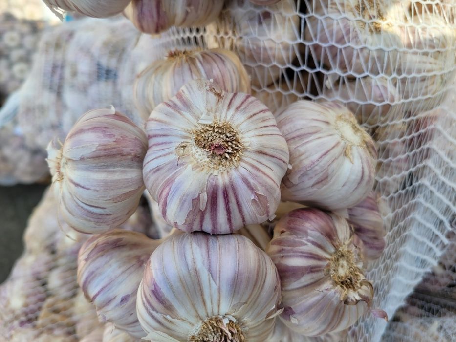 Czosnek 50 główek SUPER JAKOŚĆ polski Harnaś ozimy zimowy