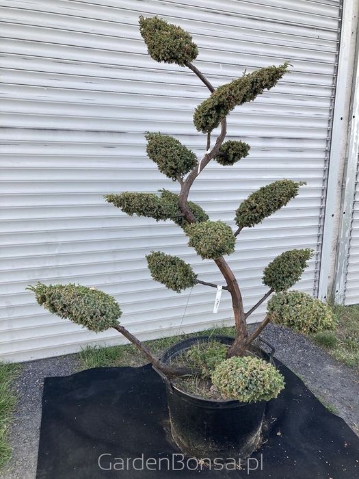 OZDOBA- Bonsai z jałowca chińskiego 'BLUE ALPS' - 170 cm