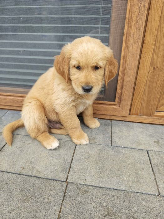 Pieski Golden Retriever