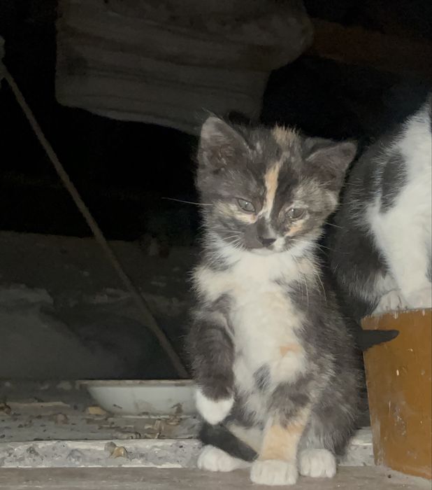 Віддам в добрі руки