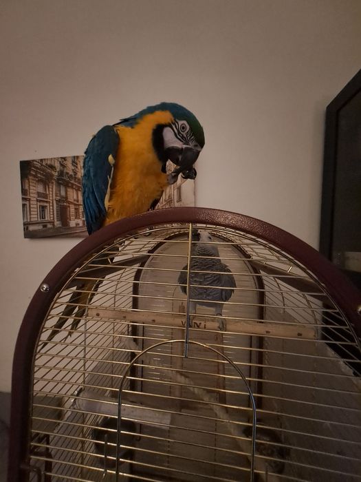 Vendo arara com decomentos
