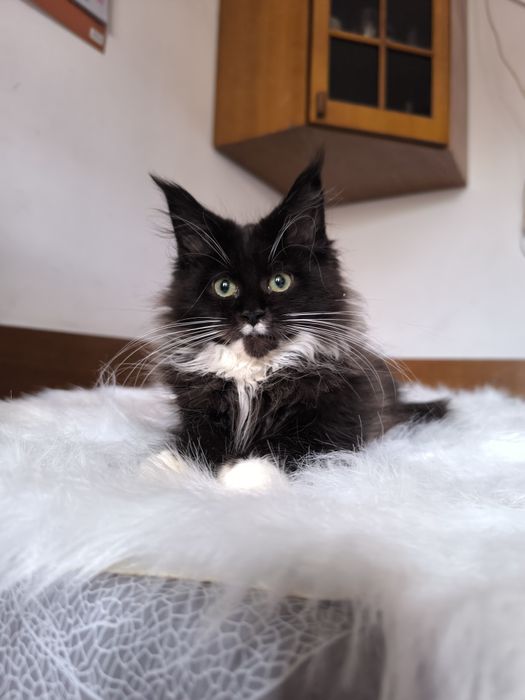 Piękny czarny kocurek szuka domku