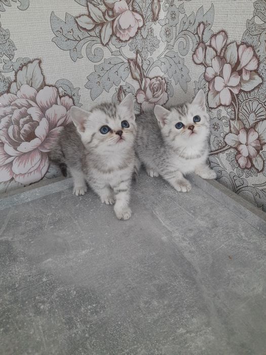 Киці в новий дім